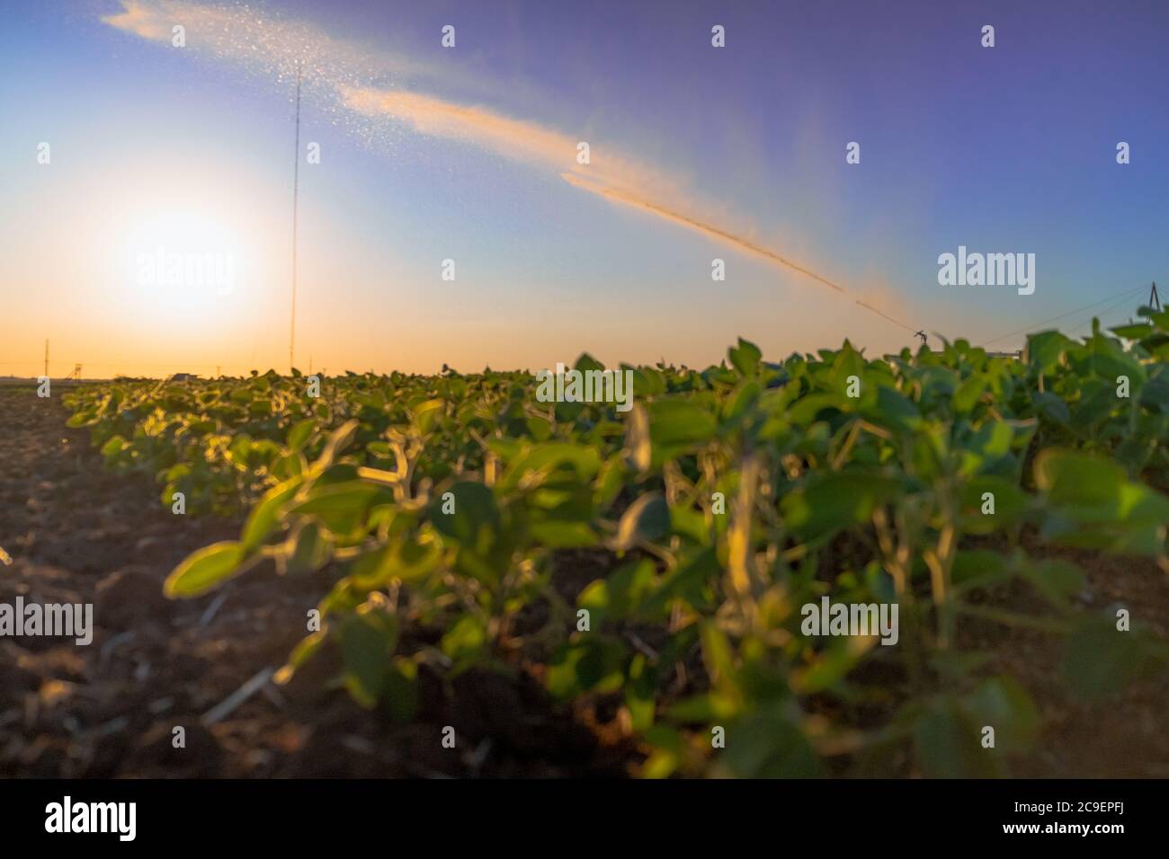 gicleurs de pluie du système d'irrigation sur le terrain agricole. Banque D'Images