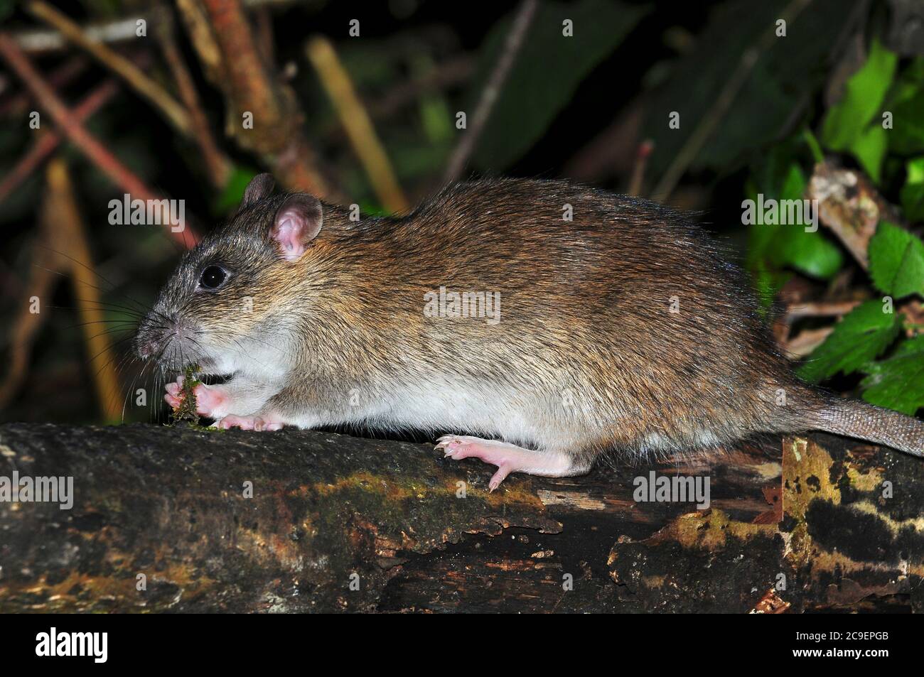 rat brun Banque D'Images