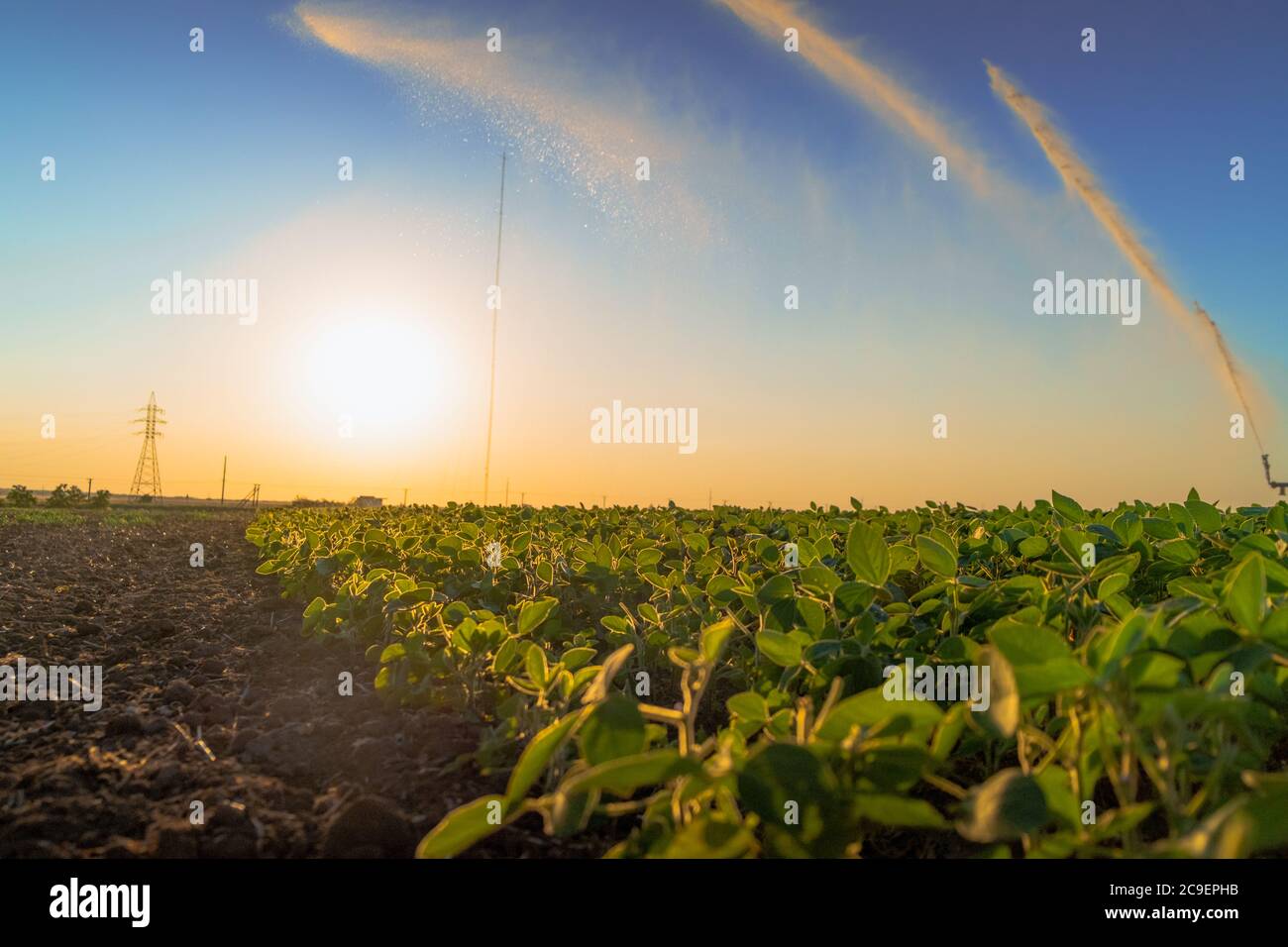 gicleurs de pluie du système d'irrigation sur le terrain agricole. Banque D'Images