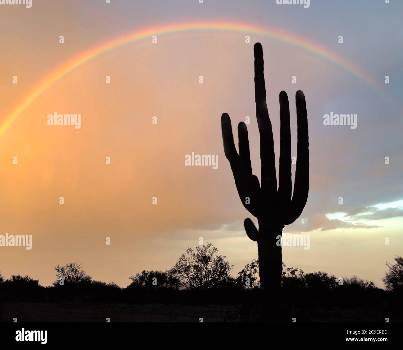 USA - ARIZONA: Arc-en-ciel sur le géant Saguaro Cactus Banque D'Images