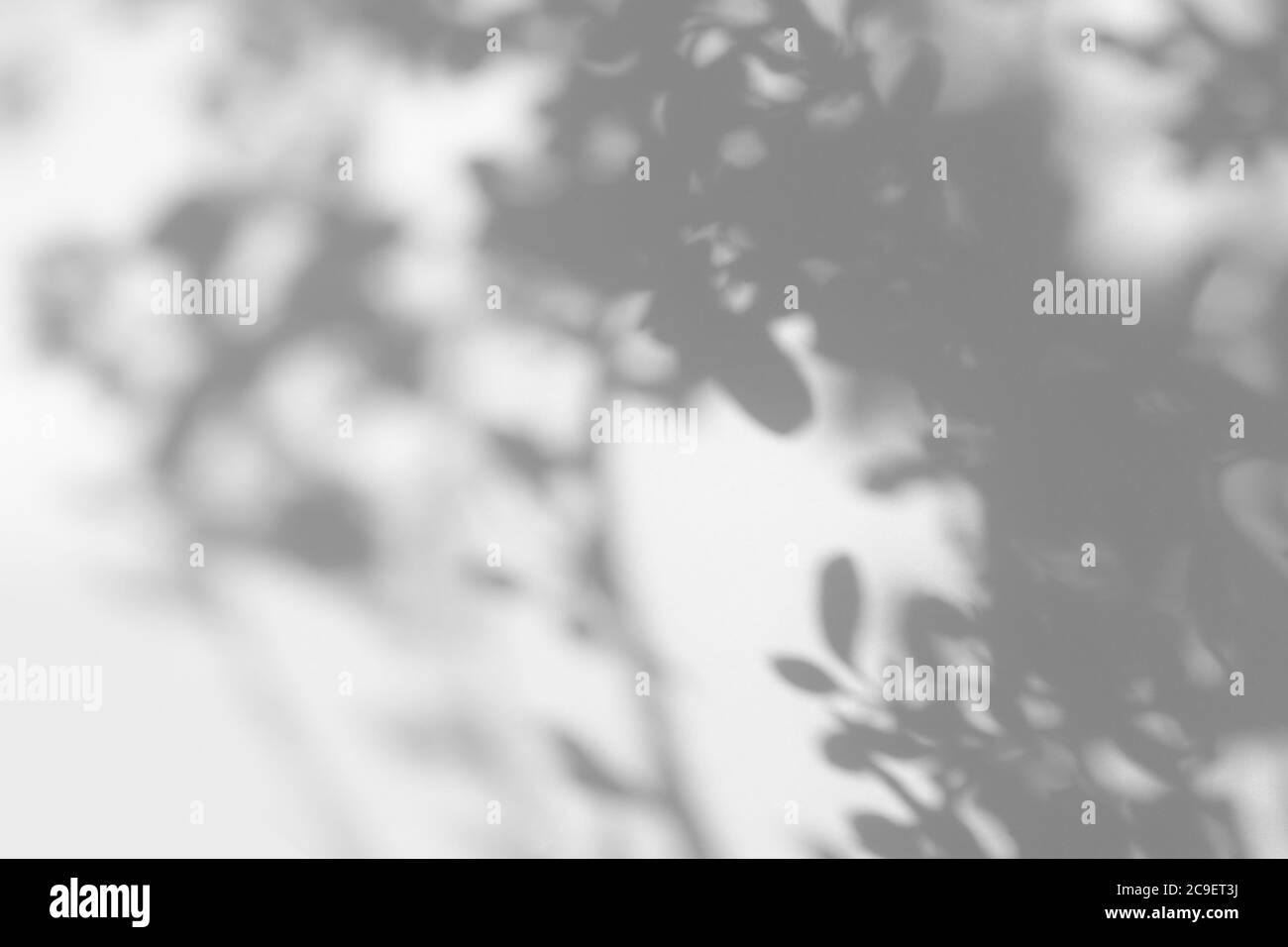 Ombre grise des feuilles et des branches de l'arbre sur un mur blanc. Résumé concept de nature neutre arrière-plan flou. Espace pour le texte. Ombre pour une lumière naturelle Banque D'Images