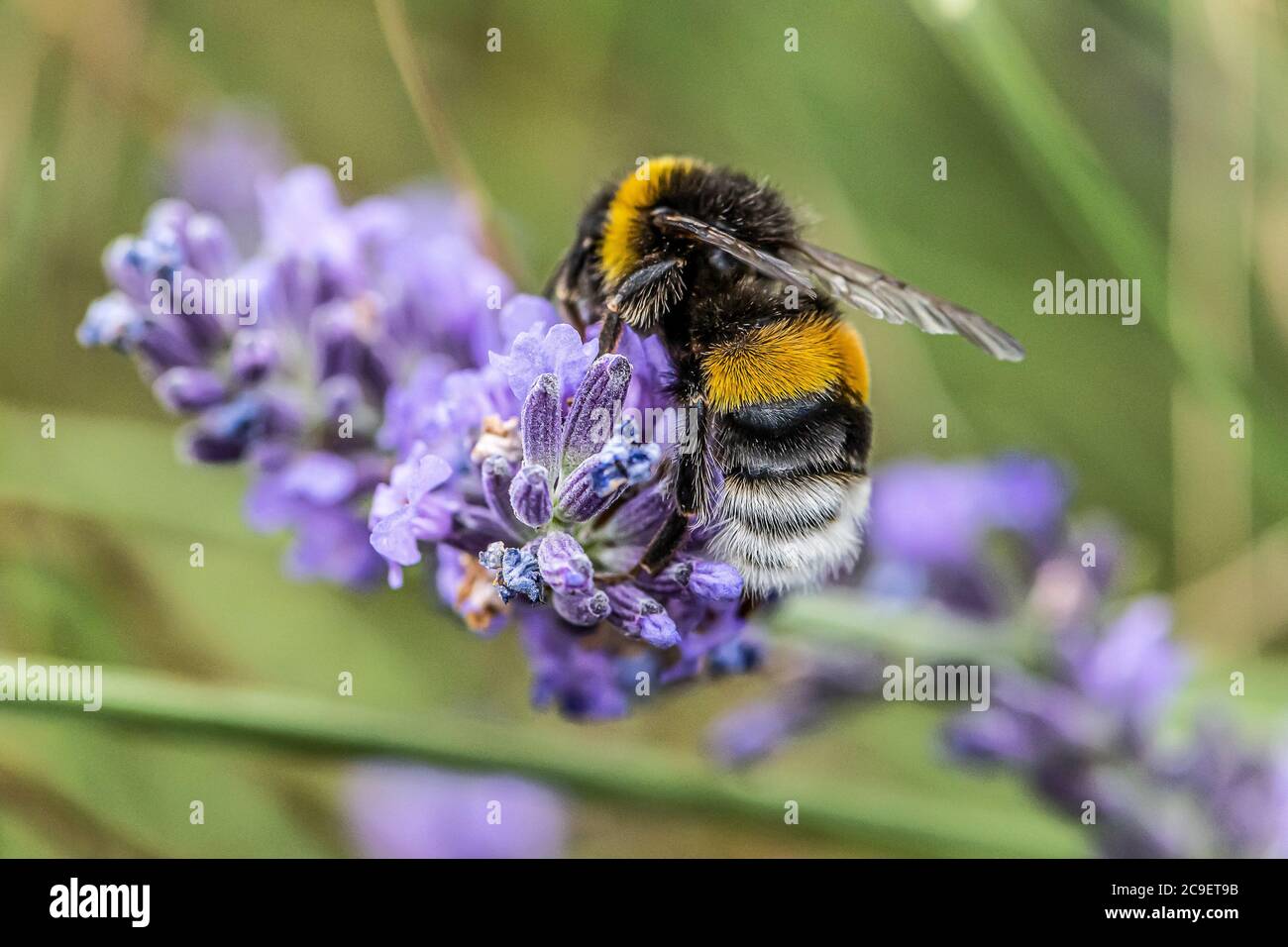 Bourdon sur une fleur de lavande pourpre en fleurs et l'herbe verte dans les prés ou les champs de fond naturel flou flou. Banque D'Images