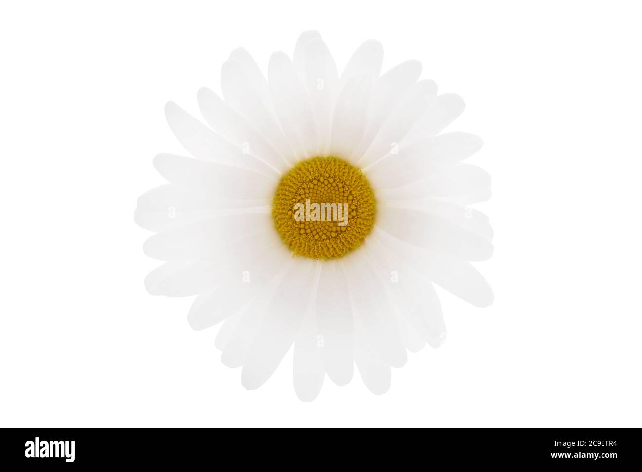 Shasta Daisy sur fond blanc Banque D'Images