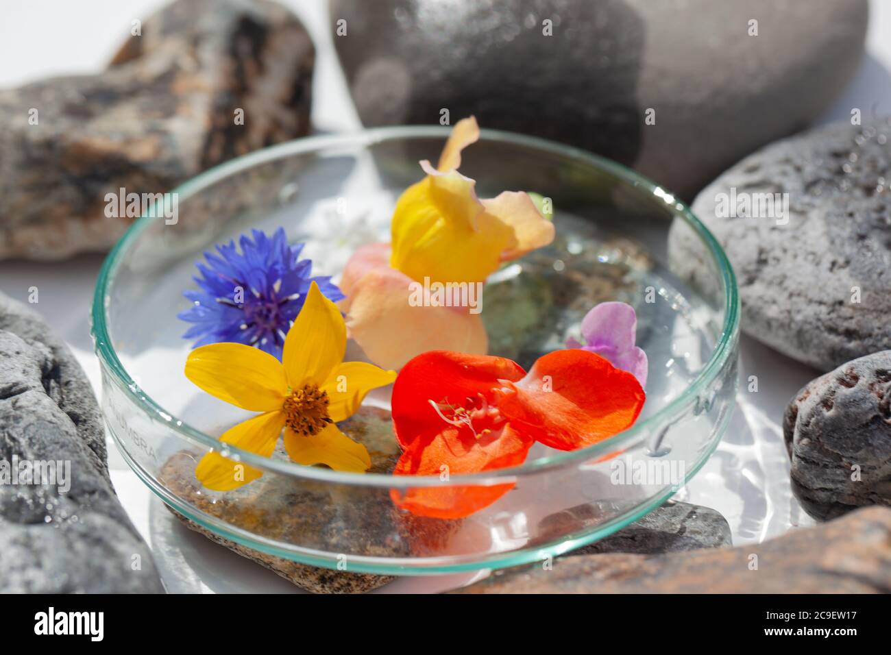 Botanique naturel / éléments / Beaux-Arts / Botanique créatif / concept de santé - fleurs sauvages sous verre, minéraux, arrangements de roches . Banque D'Images