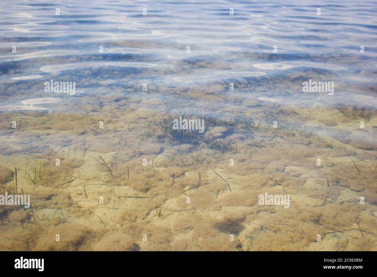 Algues sous l'eau peu profonde, texture sous l'eau du monde, mer Banque D'Images