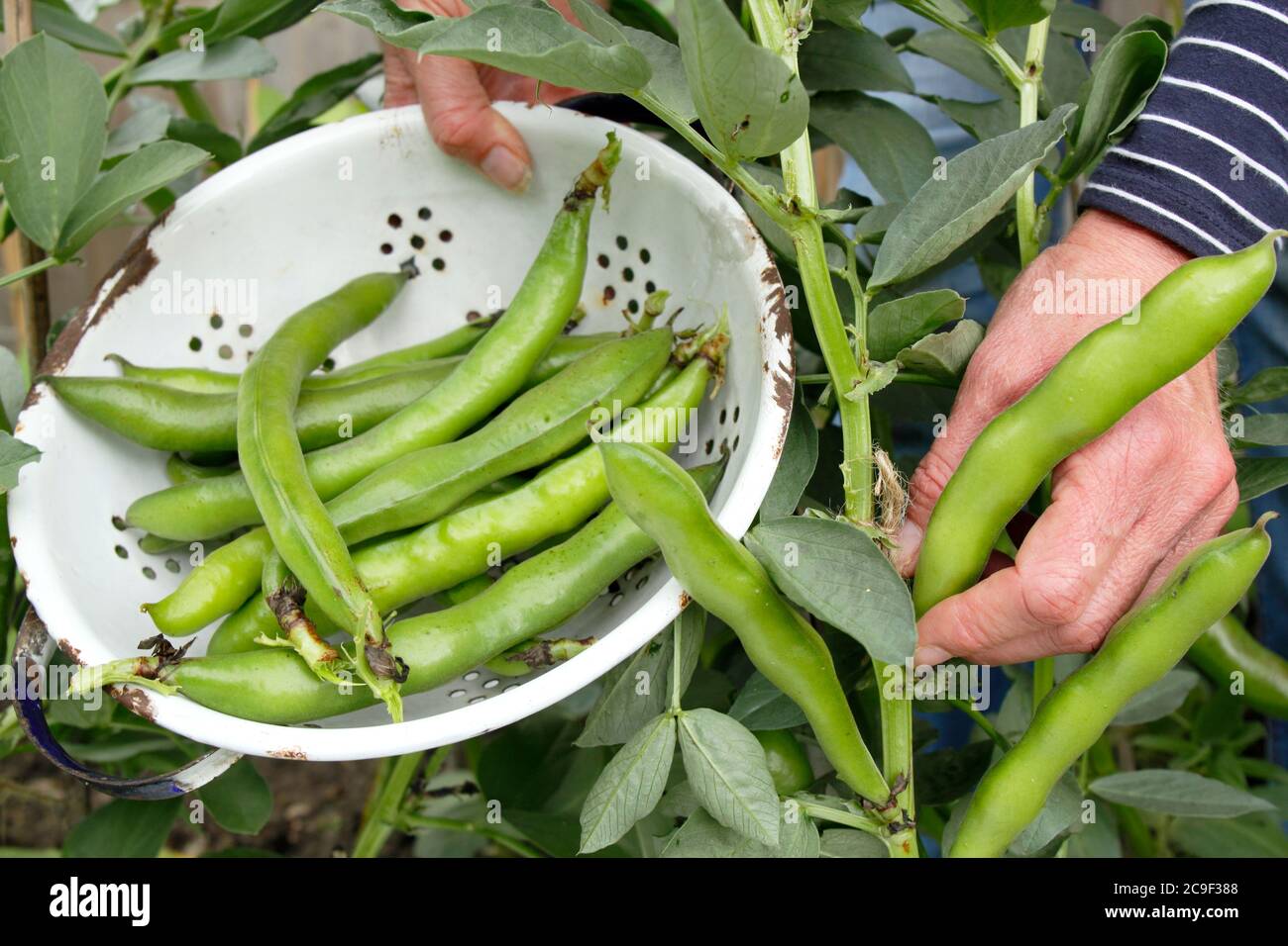 Vicia faba 'Bunyard's Exhibition'. Récolte de haricots larges cultivés à la maison dans un jardin d'été. Banque D'Images