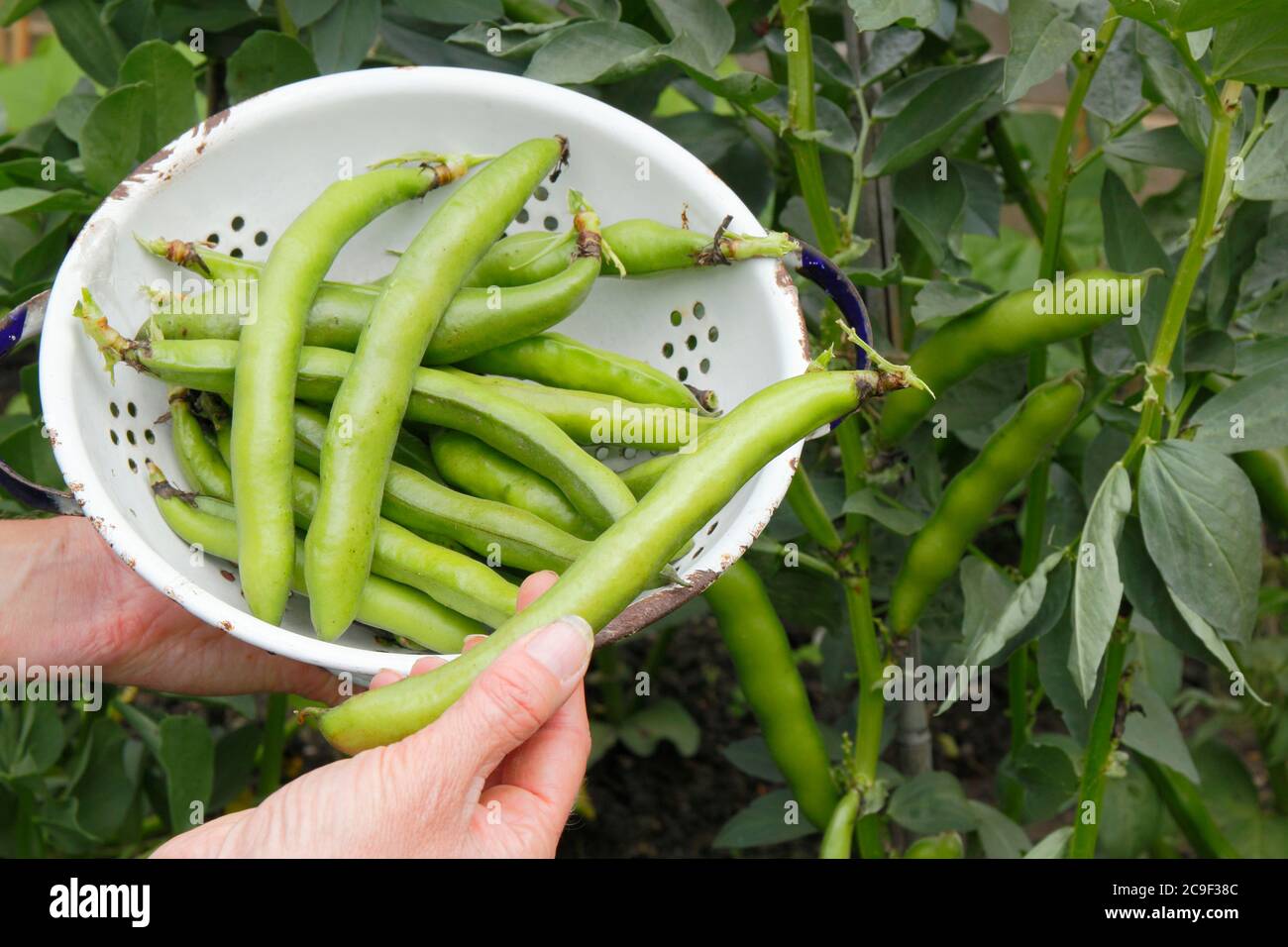 Vicia faba 'Bunyard's Exhibition'. Récolte de haricots larges cultivés à la maison dans un jardin d'été. Banque D'Images