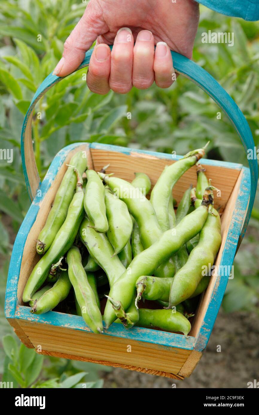 Vicia faba 'Bunyard's Exhibition'. Récolte de haricots larges cultivés à la maison dans un jardin d'été. Banque D'Images