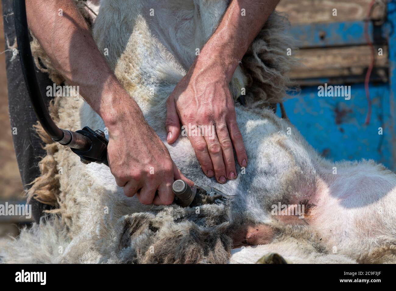 Coupe-contrat cisaille des moutons sur une remorque spécialement conçue. Co, Durham, Royaume-Uni. Banque D'Images
