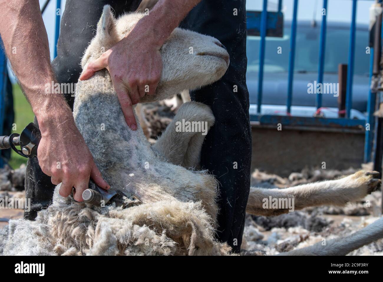 Coupe-contrat cisaille des moutons sur une remorque spécialement conçue. Co, Durham, Royaume-Uni. Banque D'Images