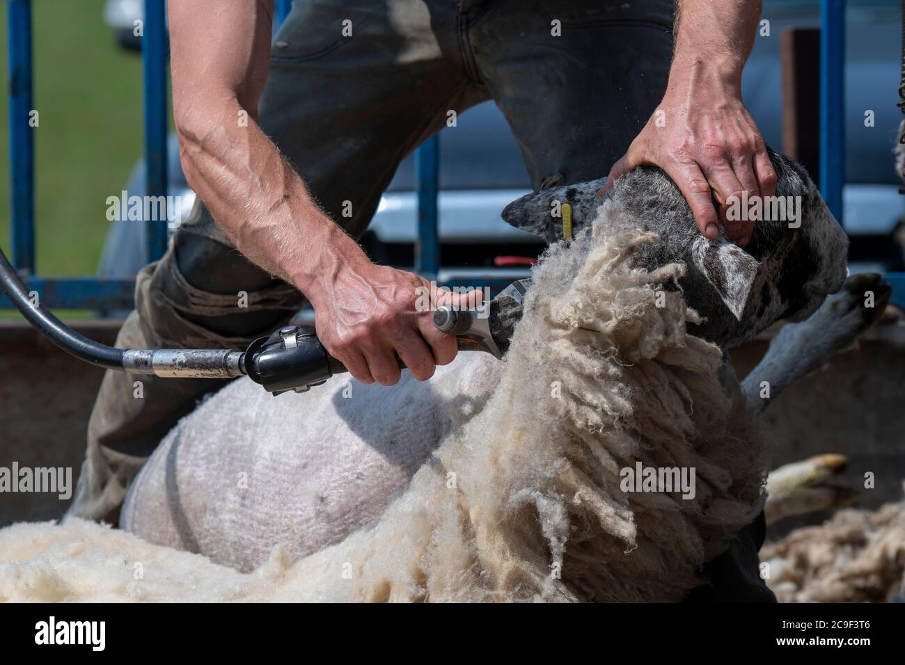 Coupe-contrat cisaille des moutons sur une remorque spécialement conçue. Co, Durham, Royaume-Uni. Banque D'Images