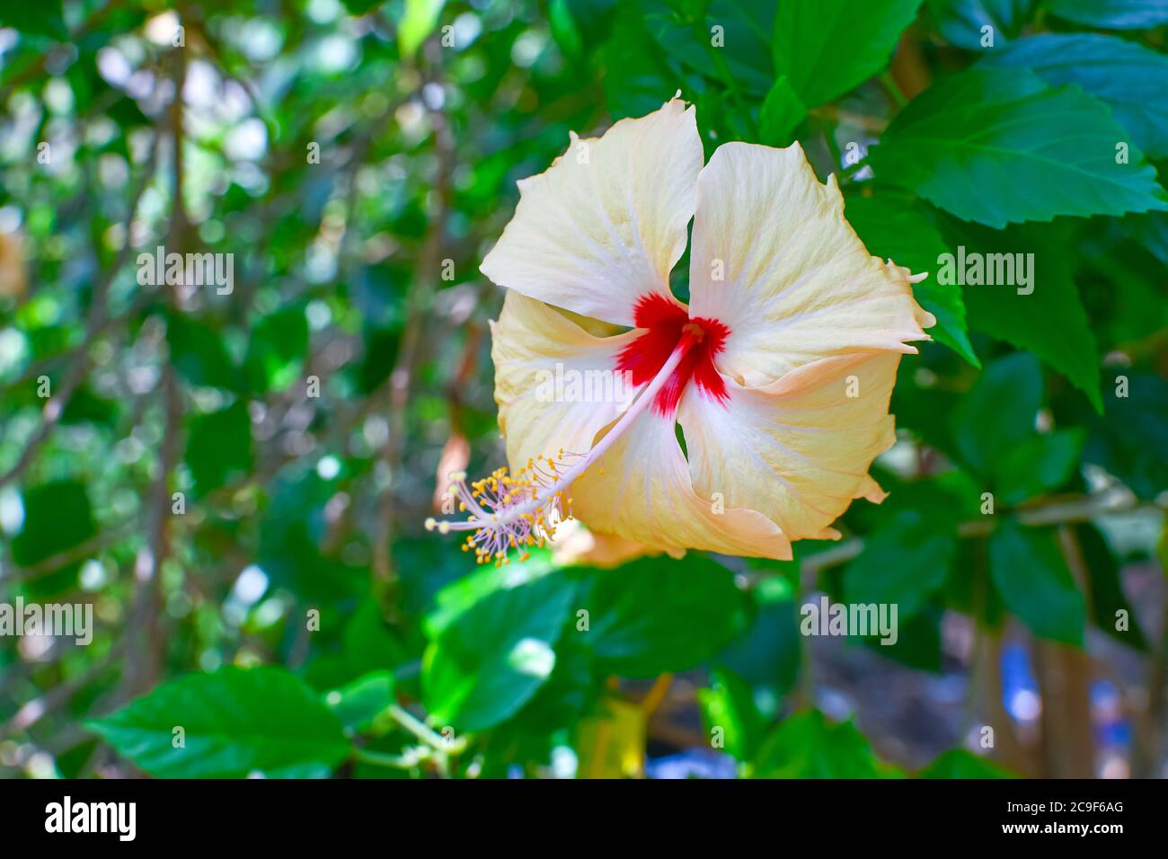 Fleur de rose de Chine blanche sur arbre avec feuilles et branches vertes. Aspect coloré sur un arrière-plan vert flou. Banque D'Images
