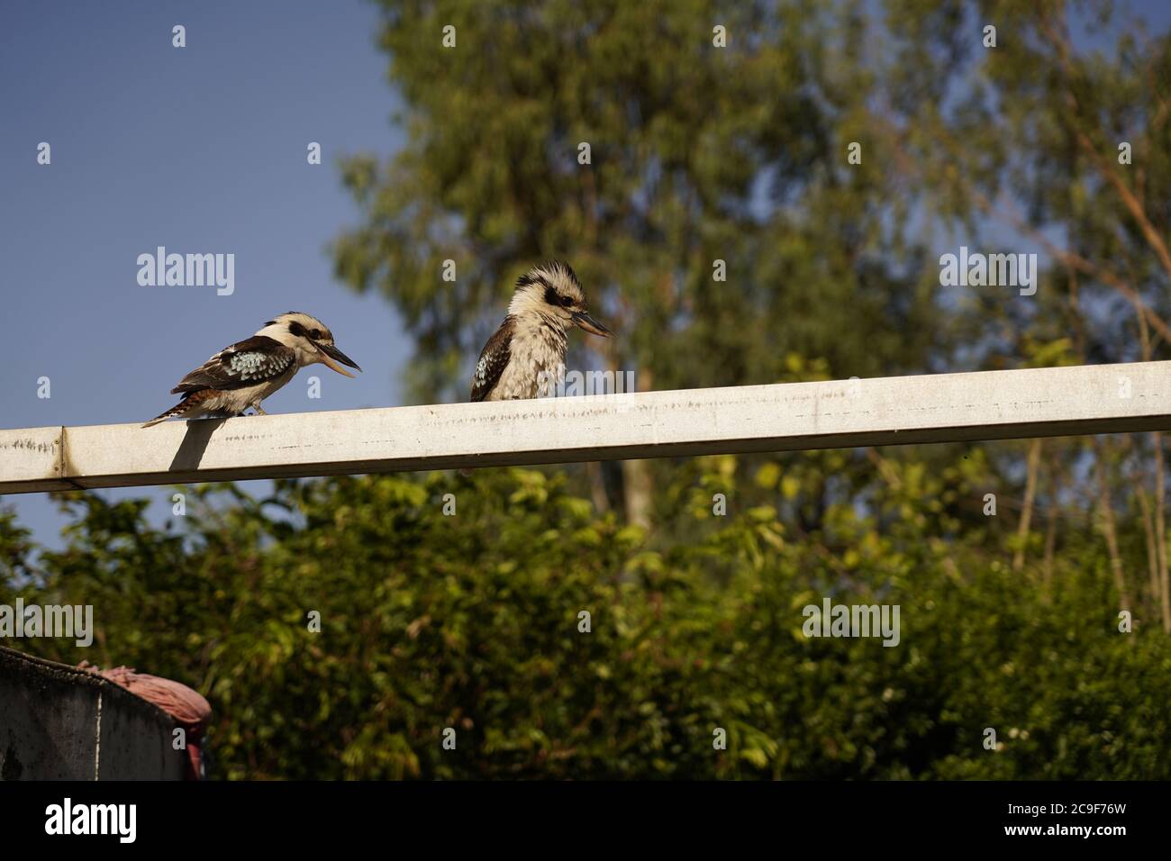 Kookaburra au repos en Australie Banque D'Images