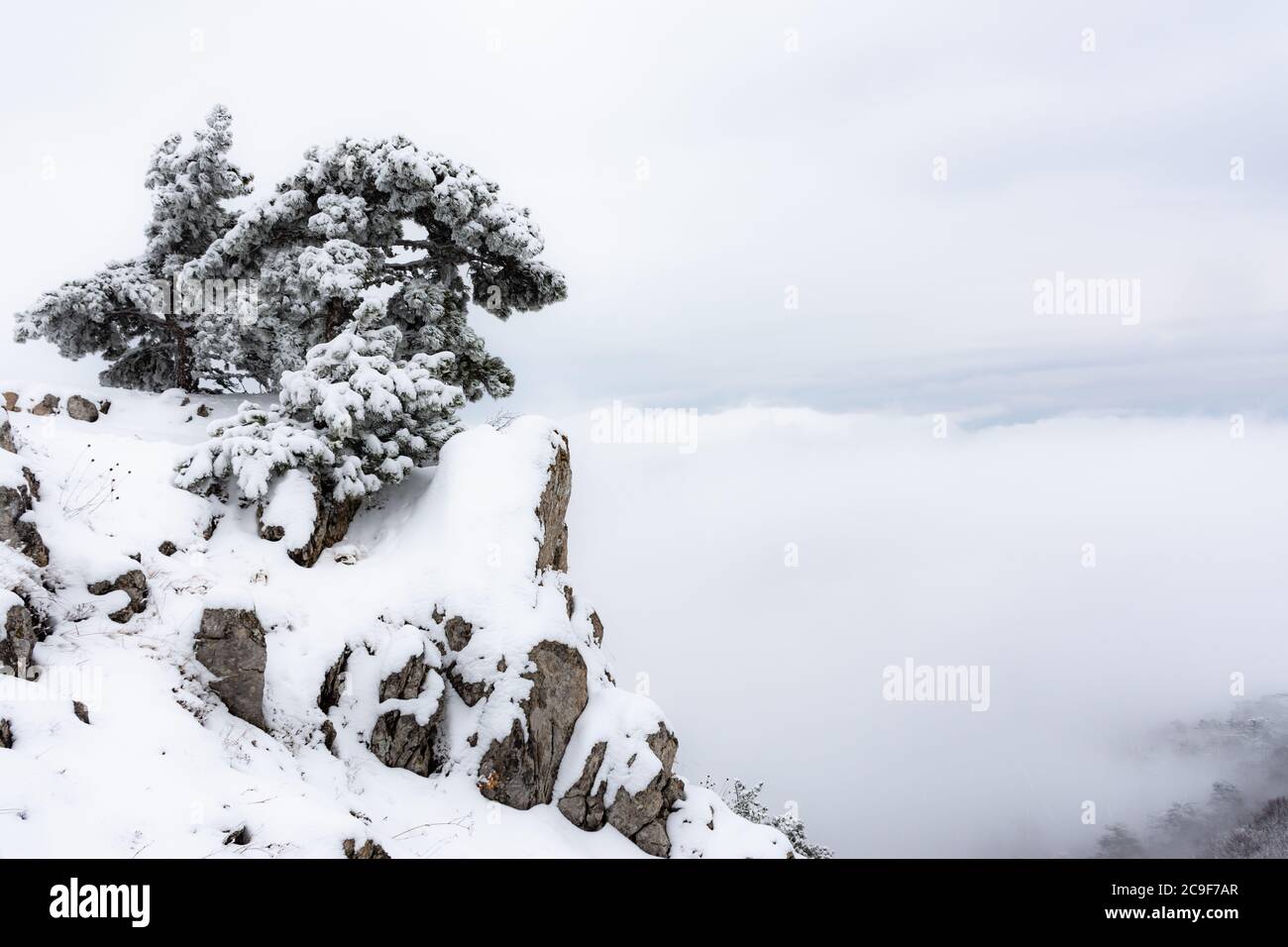 Paysage d'hiver avec un pin sur la montagne. Magnifique pin recouvert de neige au bord de la falaise. Les arbres sont plus élevés que les nuages. Montagne l Banque D'Images