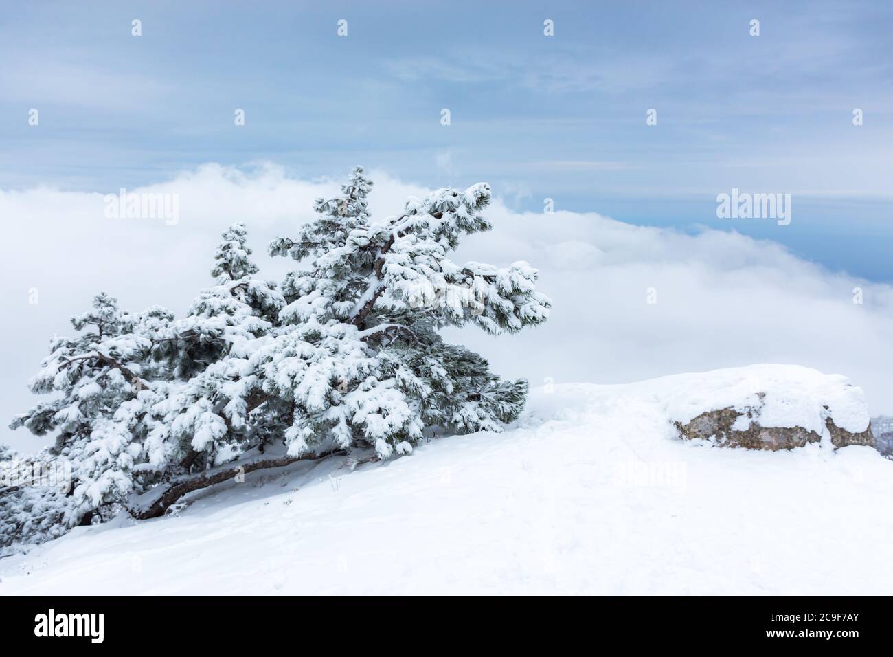 Paysage d'hiver avec un pin sur la montagne. Magnifique pin recouvert de neige au bord de la falaise. Les arbres sont plus élevés que les nuages. Montagne l Banque D'Images