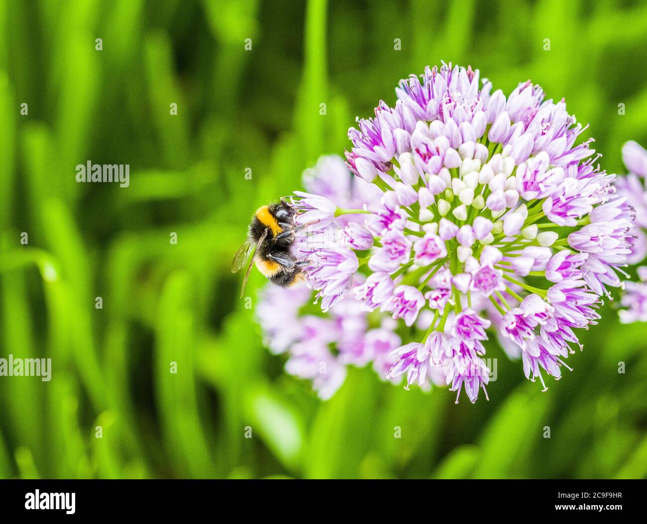 Bumble Bee après nectar et pollen dans une fleur dans un jardin privé dans le Lake District. Banque D'Images