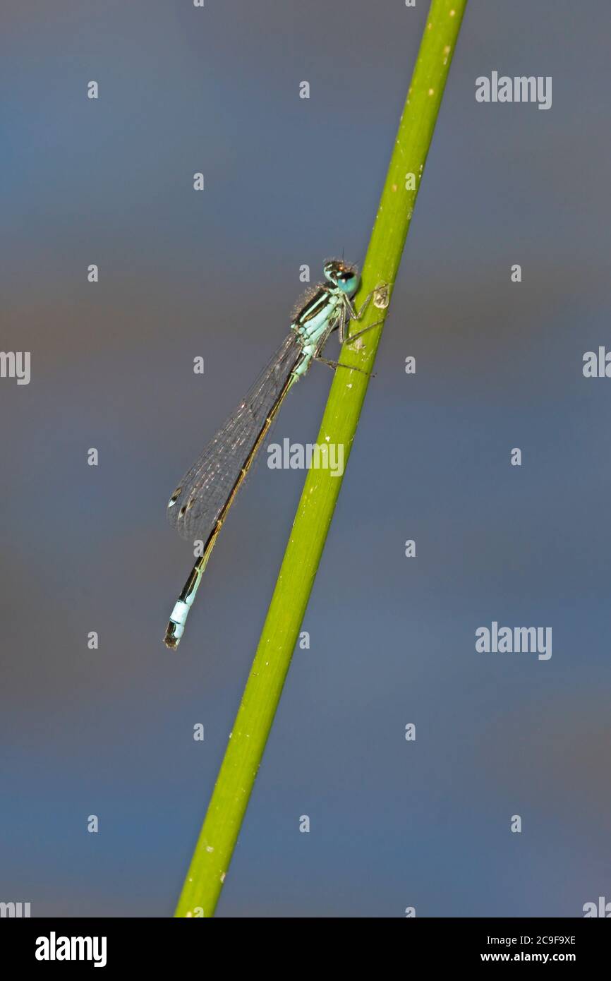 Damselfly à queue bleue perchée sur un roseau, Forêt de Dean Banque D'Images