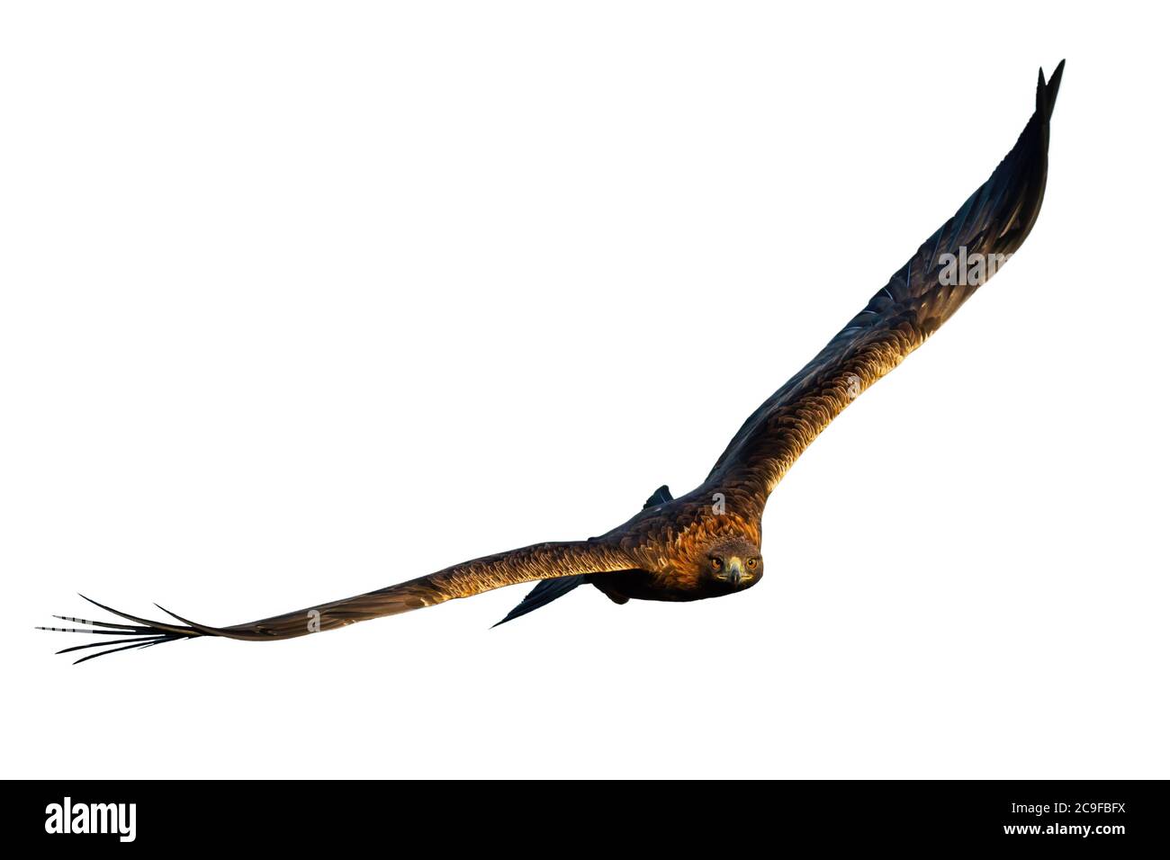 Un aigle doré adulte survolant depuis la vue de face, isolé sur fond blanc Banque D'Images Un aigle doré adulte survolant depuis la vue de face, isolé sur fond blanc Banque D'Images