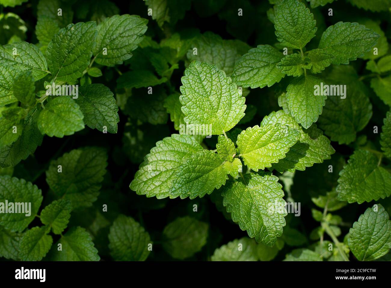Arrière-plan texturé vert. Arrière-plan des feuilles de menthe. Banque D'Images