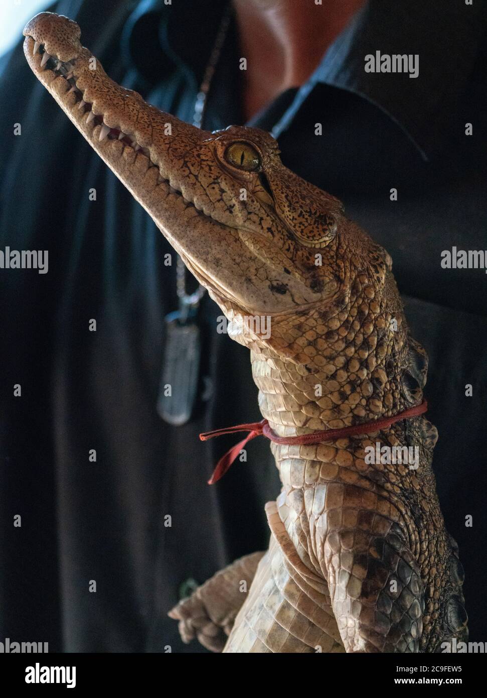 Homme tenant un jeune crocodile ou un alligator dans ses mains dans le zoo. Photos de la faune et des animaux. Prédateurs et reptiles Banque D'Images