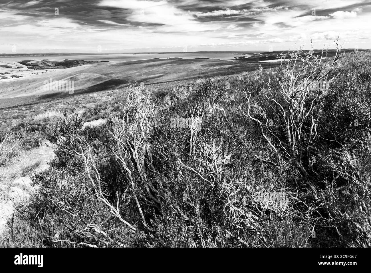 Parc national d'Exmoor - tiges de bruyère morte à côté de Dickys Path sur Dunkery Hill menant à Dunkery Beacon, Somerset Royaume-Uni Banque D'Images