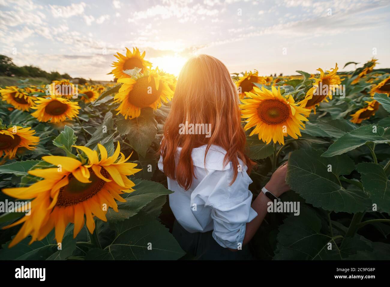 Une fille aux cheveux rouges dans un champ de tournesols regarde le coucher du soleil. Coucher de soleil, coucher de soleil dans un champ de tournesols. Vue arrière d'une jeune fille au milieu Banque D'Images