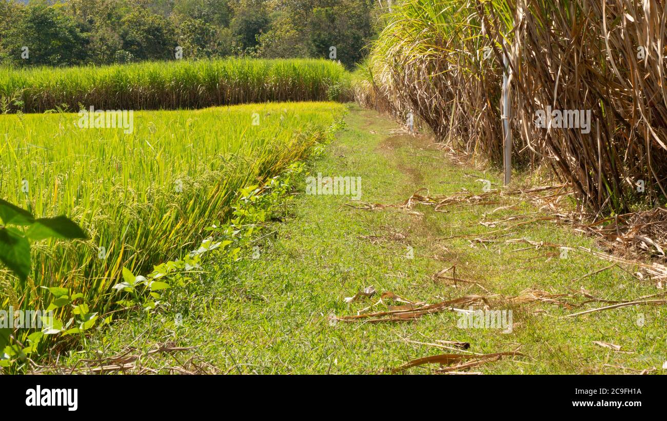 Les plantations de canne à sucre sont côte à côte avec des rizières. La canne à sucre est un producteur de sucre de bonne valeur commerciale, facilement planté avec une récolte p Banque D'Images