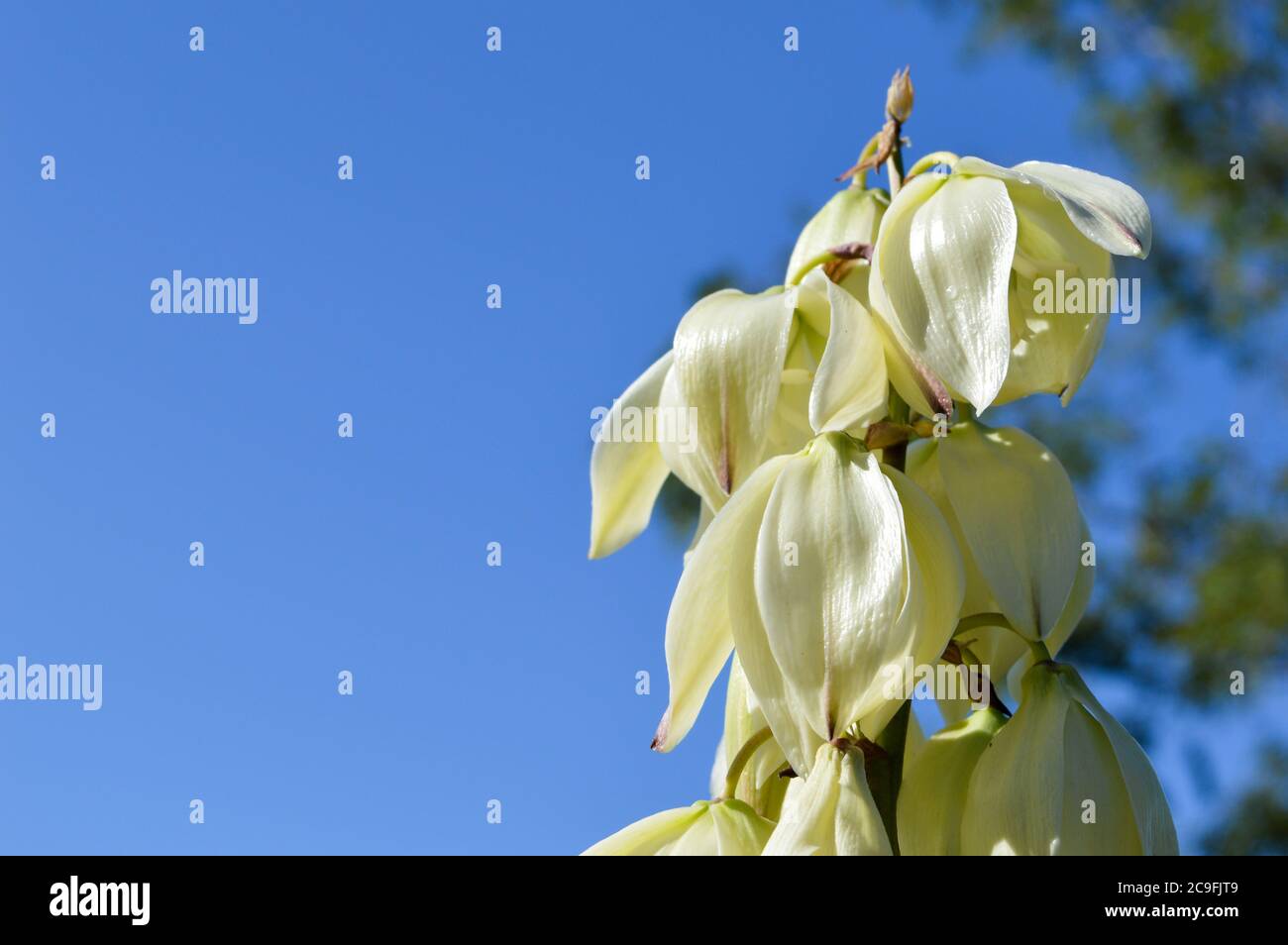 Gros plan de fleurs blanches en forme de cloche, plante yucca gloriosa appelée dagger espagnol, fond bleu ciel, en Croatie Banque D'Images