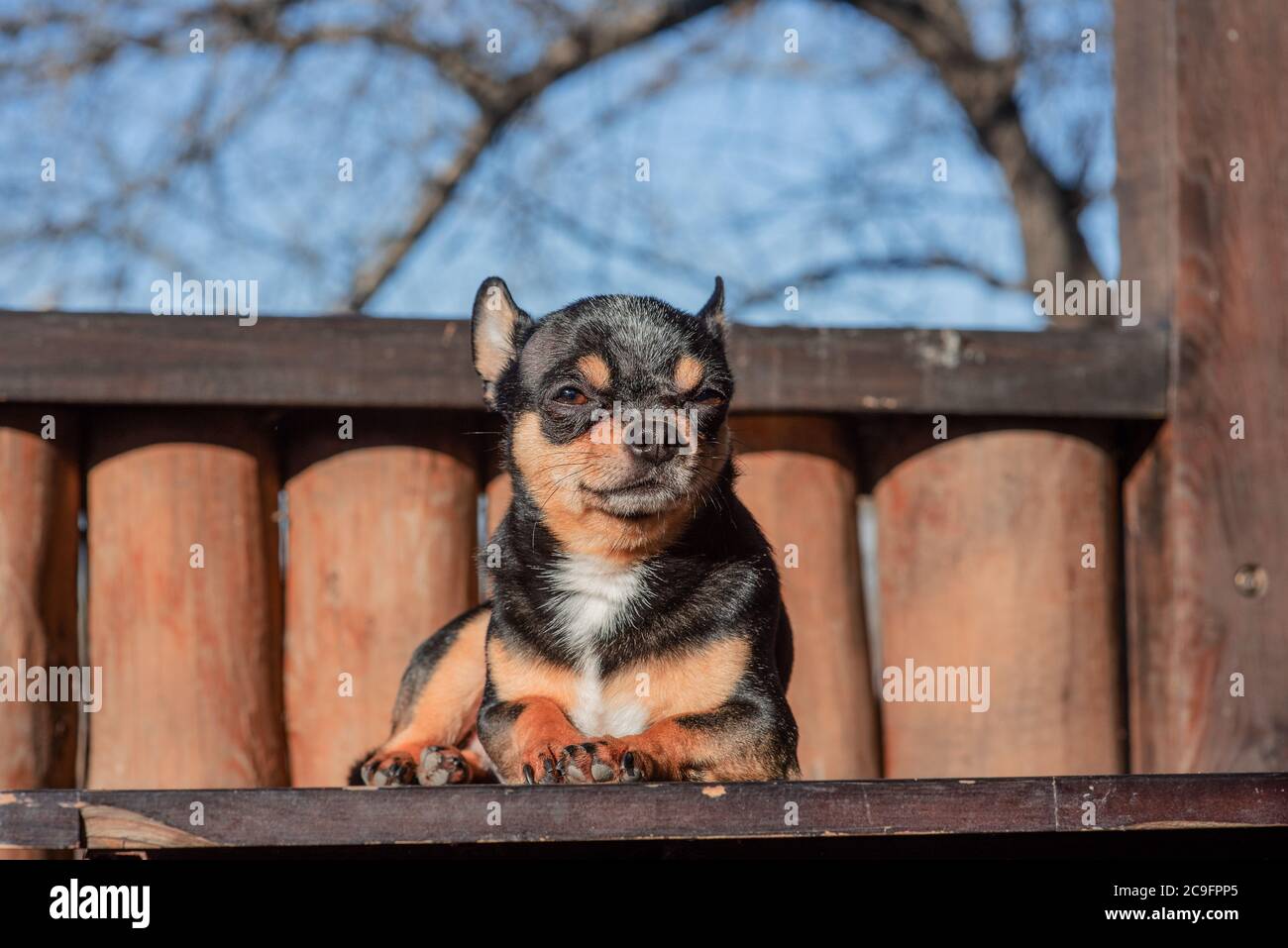 Petit chien chihuahua mignon couché. Gros plan petit chien chiwawa couché. Chiot à l'extérieur. Chihuahua mini poil lisse Banque D'Images