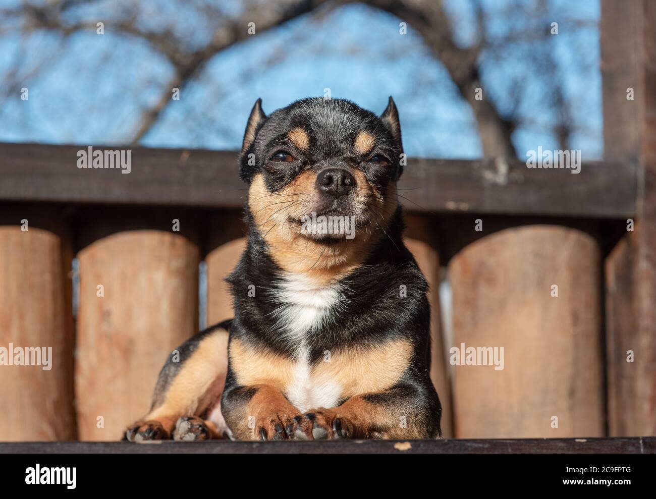 Petit chien chihuahua mignon couché. Gros plan petit chien chiwawa couché. Chiot à l'extérieur. Chihuahua mini poil lisse Banque D'Images