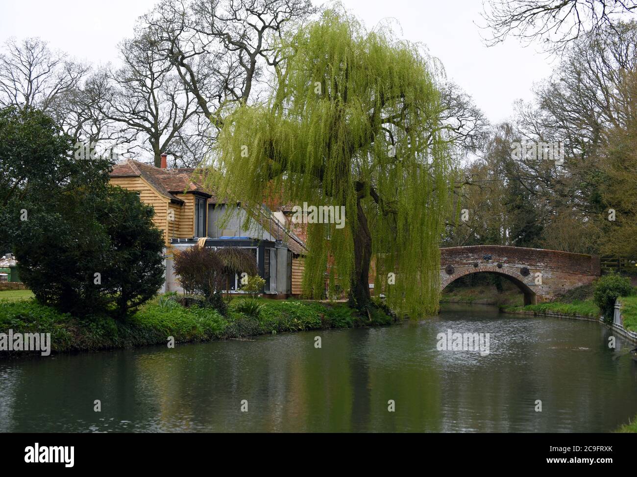 Croissance printanière fraîche sur le saule près du pont de la vache à orge sur le canal Basingstoke dans le Hampshire Banque D'Images