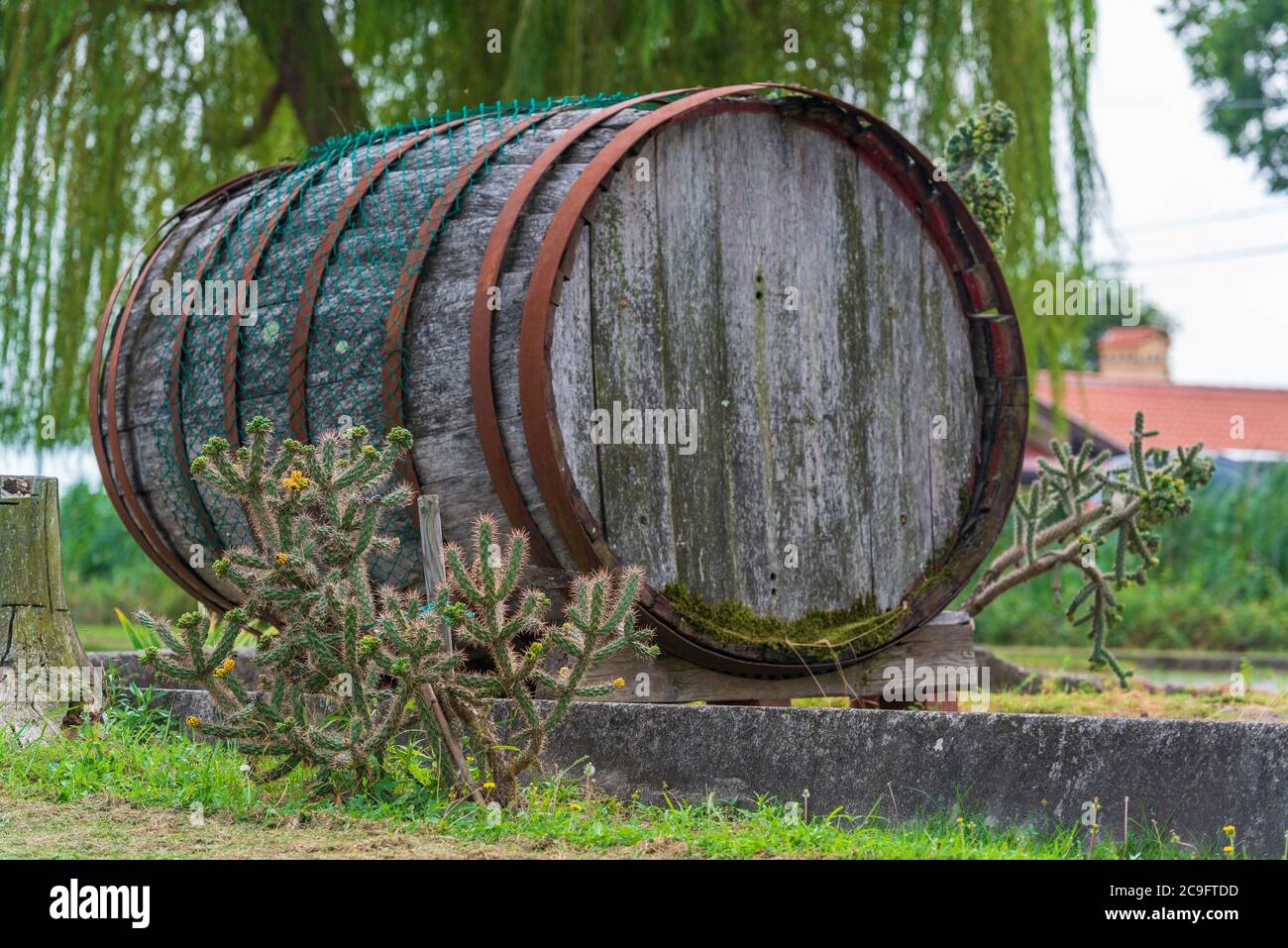 Ancien canon en bois. Cave de vinification italienne. Récipient à vin vintage Banque D'Images