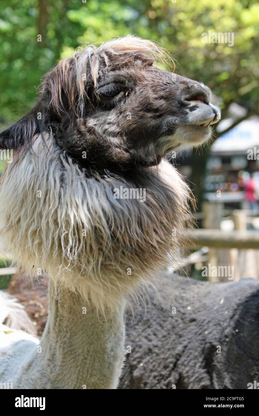 Lama Banque D'Images