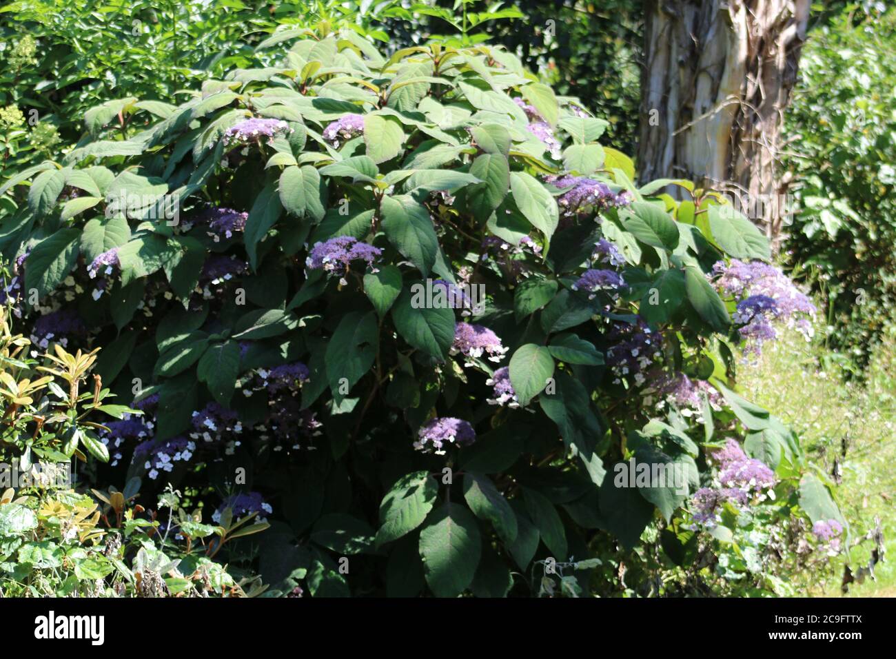 L'Hydrangea aspera macrophylla Banque D'Images