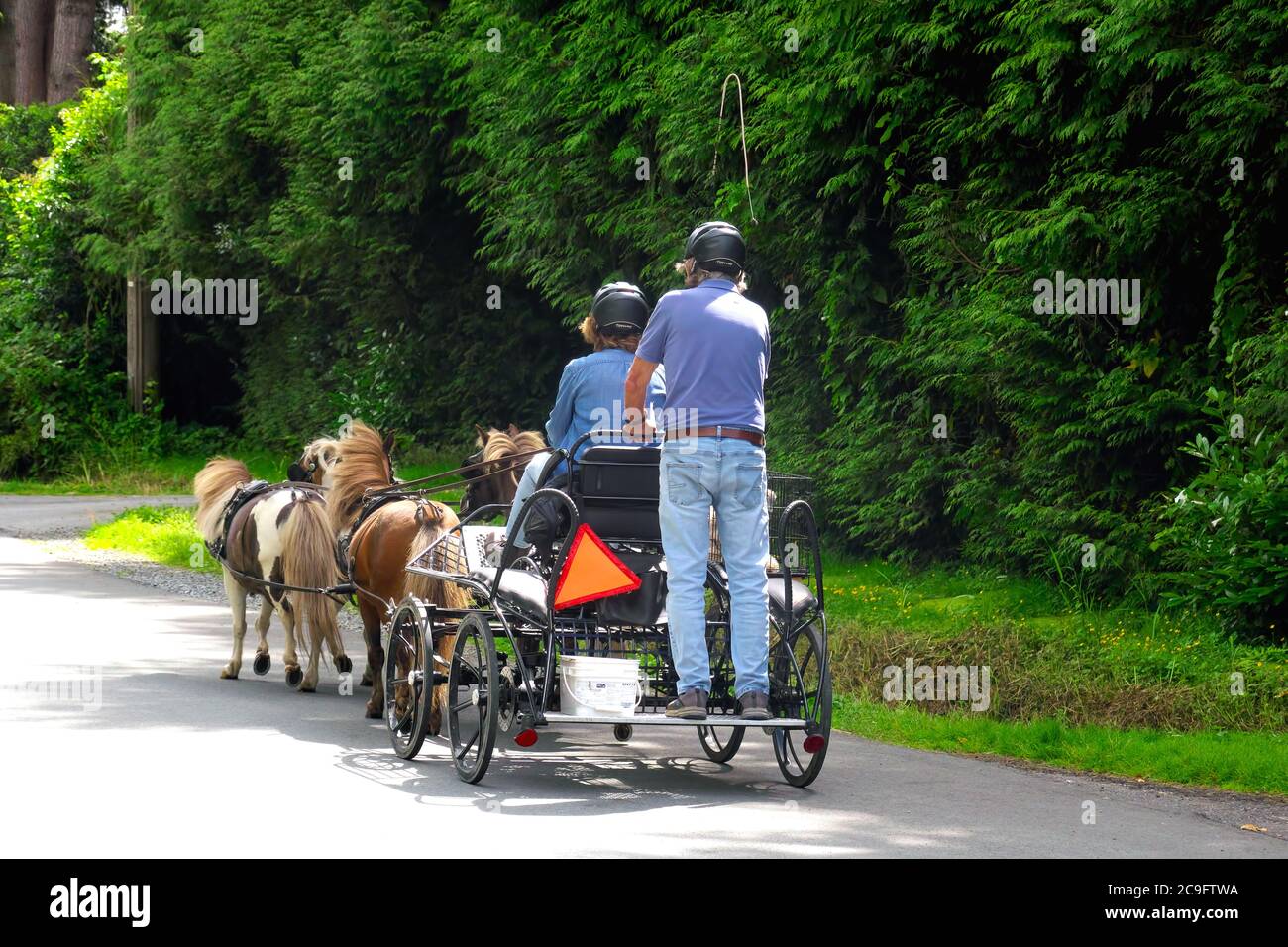 Deux personnes dans un chariot tiré par quatre poneys Shetland. Maple Ridge, Colombie-Britannique, Canada. Photo. Banque D'Images