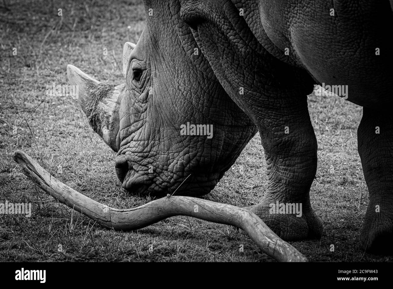 Gros plan sur un rhinocéros tout en mangeant Banque D'Images