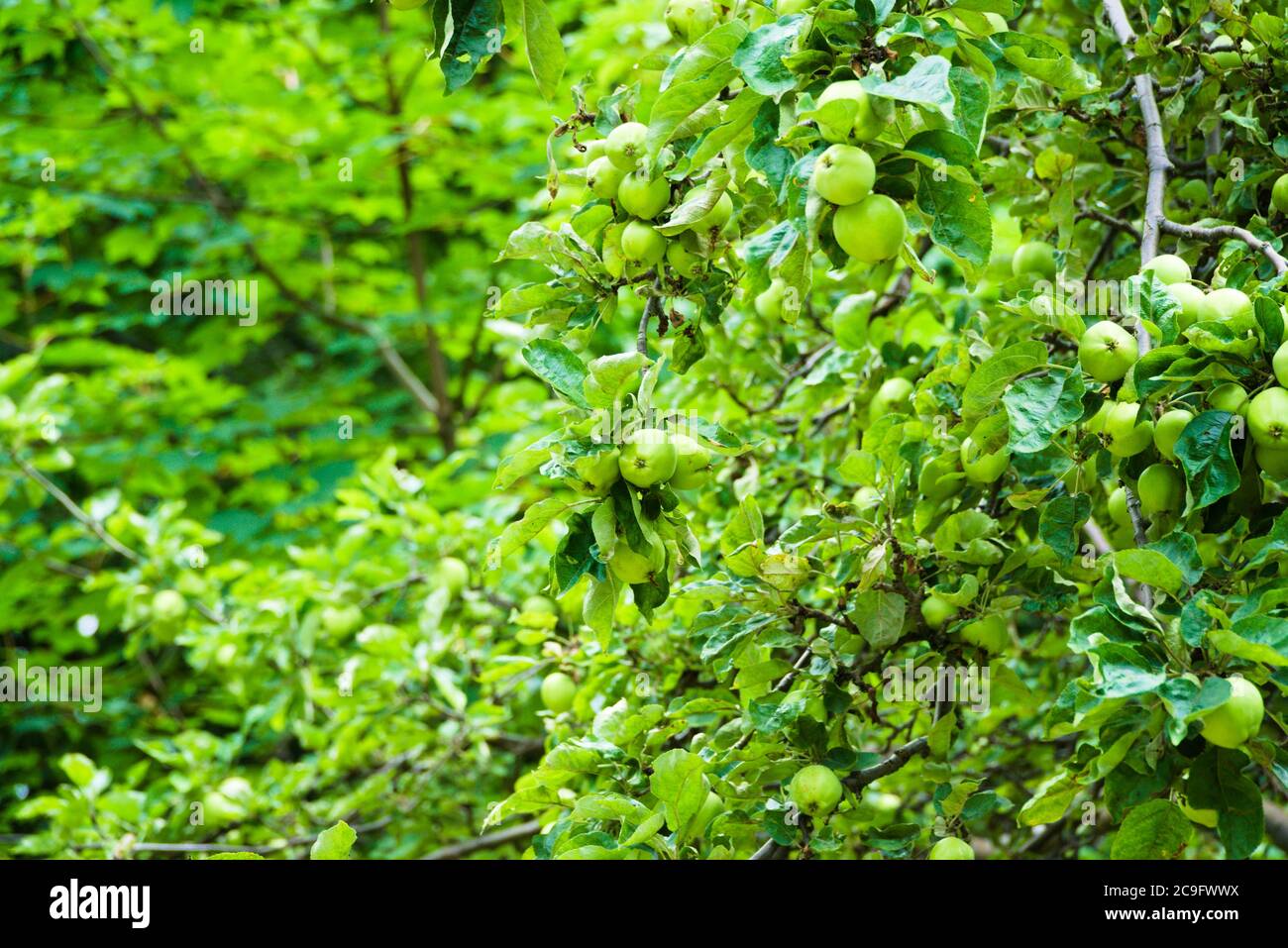 Pommier vert, Malus, à la lumière naturelle avec des fruits de pomme non mûrs visibles. Fond vert avec espace commercial, prise de vue horizontale Banque D'Images
