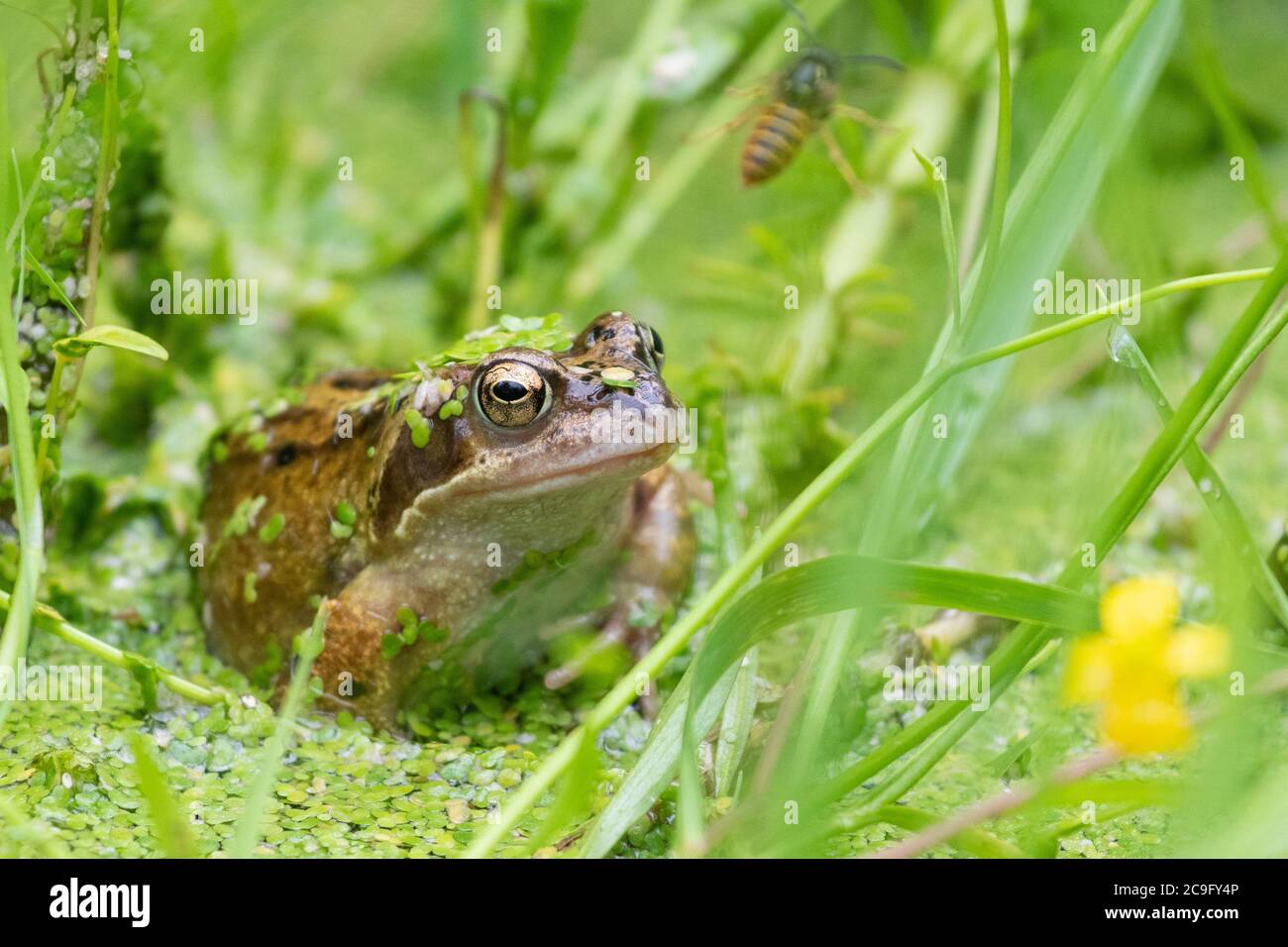 Killéarn, Stirlingshire, Écosse, Royaume-Uni. 31 juillet 2020. Météo au Royaume-Uni - une grenouille commune (Rana temporaria) tente de capturer une guêpe qui s'aventure un peu trop près lors d'une chaude journée de fonte dans un étang de jardin de Stirlingshire (elle a manqué cette fois) les grenouilles utilisent leur longue langue collante pour attraper des proies telles que des mouches, des vers, des escargots et des limaces. Crédit : Kay Roxby/Alay Live News Banque D'Images