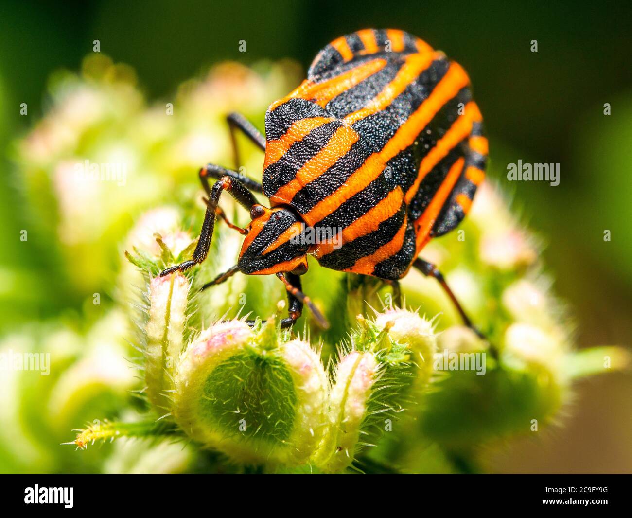Rayé italien-bug / Harpe / bug bug Arlequin (Graphosoma lineatum / Graphosoma italicum) - Ombrie, Italie Banque D'Images