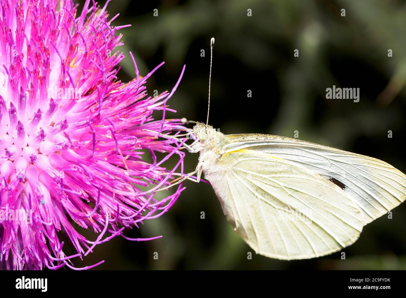 Papillon de chou (pieris btrassicae Banque D'Images