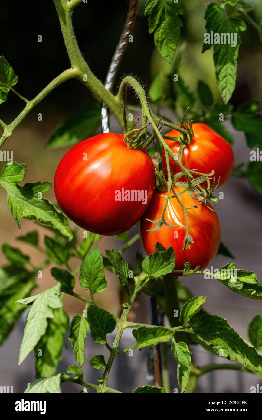 Trois tomates coeur de bœuf strié Corazon F1 au soleil chaud de l'été Banque D'Images