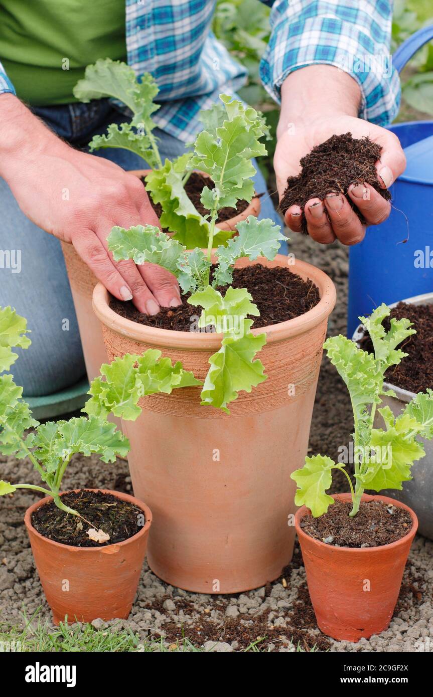 Brassica oleracea 'vert nain'. Plantation de semis de chou vert curly dans des pots. Banque D'Images