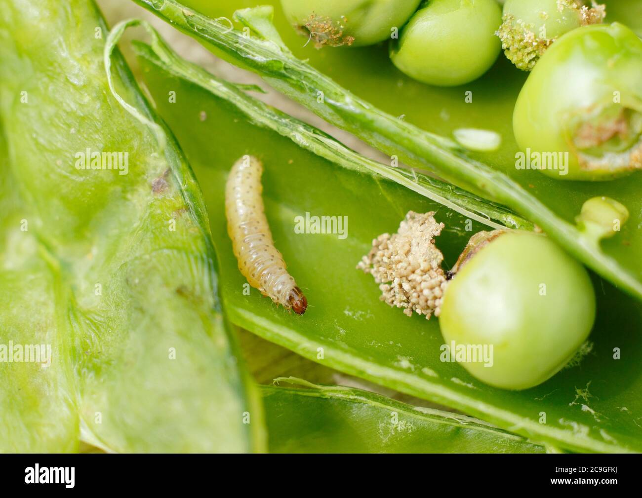 Cydia nigricana larves et frass. Larves de la papule de pois dans la gousse avec excréments et dommages visibles aux pois du jardin. ROYAUME-UNI Banque D'Images