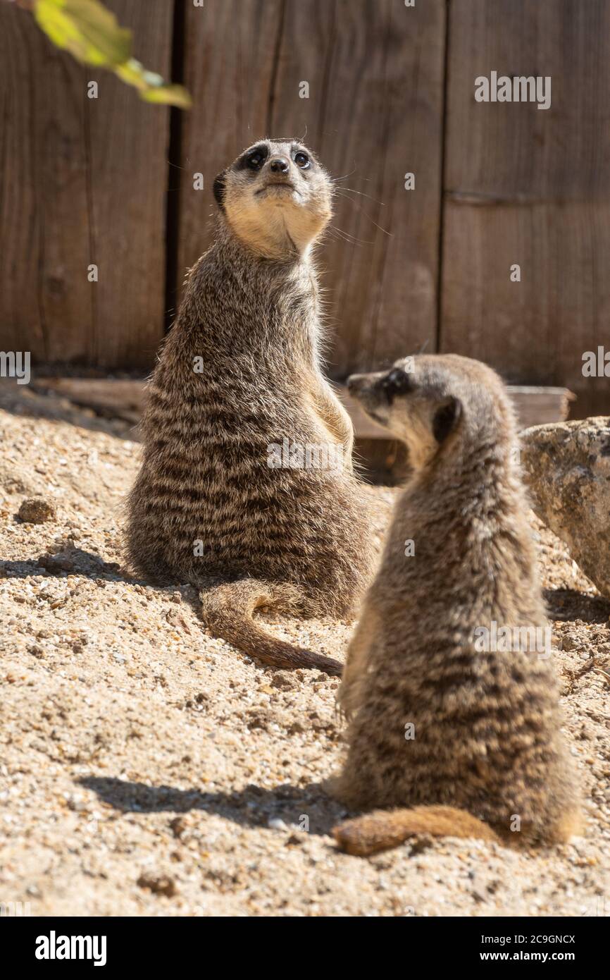 Meerkats (Suricata suricata). Le meerkat est également appelé suricate, et est une espèce de mammifères africains, deux animaux au zoo de Marwell, au Royaume-Uni Banque D'Images