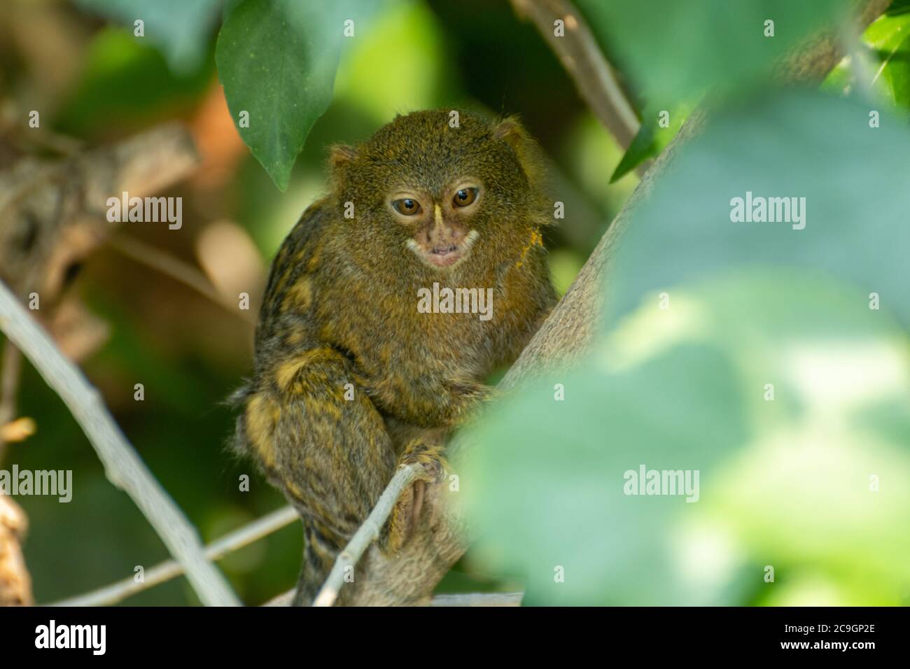 Marmoset pygmy (Cebuella pygmaea), une petite espèce de singe du Nouveau monde au zoo de Marwell, Hampshire, Royaume-Uni Banque D'Images