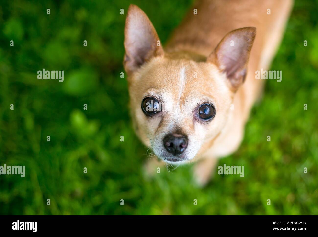 Un petit chien Chihuahua debout à l'extérieur et regardant l'appareil photo Banque D'Images