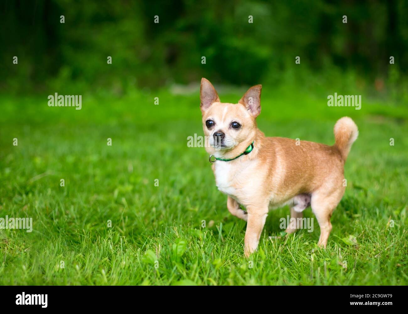 Un petit chien Chihuahua debout à l'extérieur et levant une patte avant Banque D'Images
