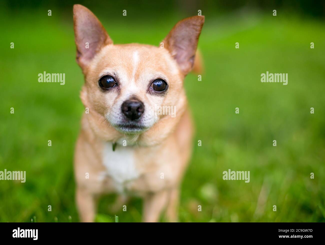 Un petit chien Chihuahua debout à l'extérieur et regardant l'appareil photo Banque D'Images