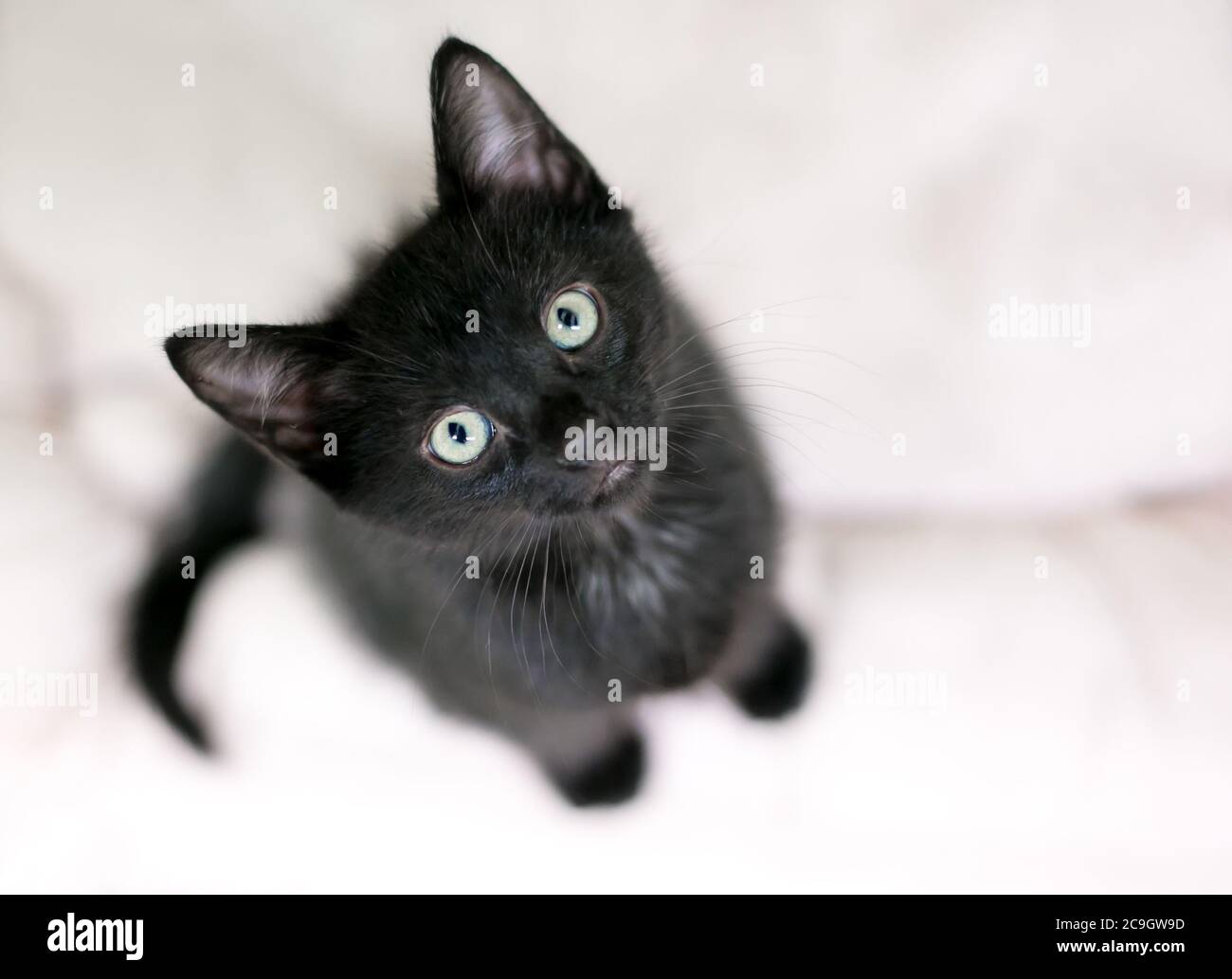 Un jeune chaton noir de shorthair à la recherche d'un appareil photo avec une expression curieuse Banque D'Images