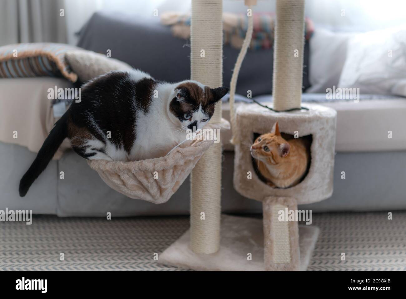 Le Chat Noir Et Blanc Entre Dans Un Panier Sur Une Tour De Grattoir Un Chat Marron Cache A L Interieur D Une Boite Le Regarde Photo Stock Alamy